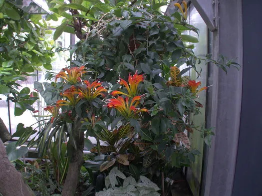 Botanische tuinen Münster (Duitsland)